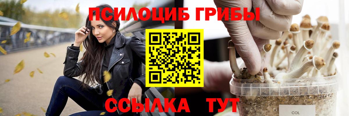 Псилоцибиновые грибы Psilocybe Тула